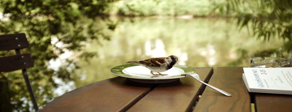 Vogel am GrÃ¼n