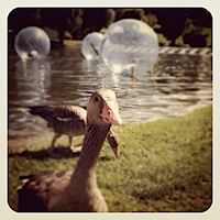 Duck Duck Goose