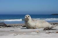 Robbe auf der BadedÃ¼ne von Helgoland