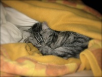 Leo im Bett